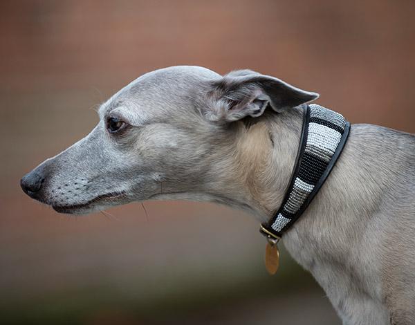Whippet/Hound Collars