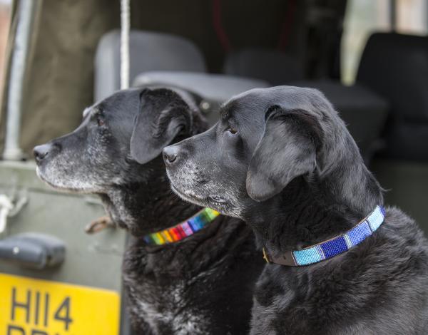 Standard Collars