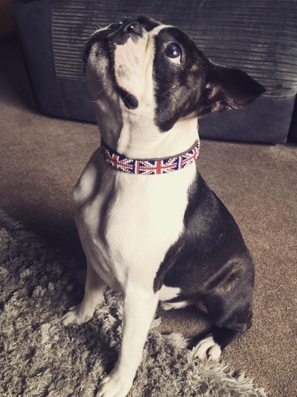 Patriotic Barney