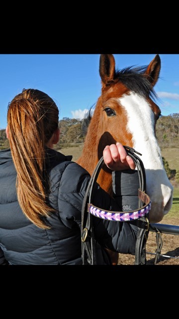 Browbands in Australia