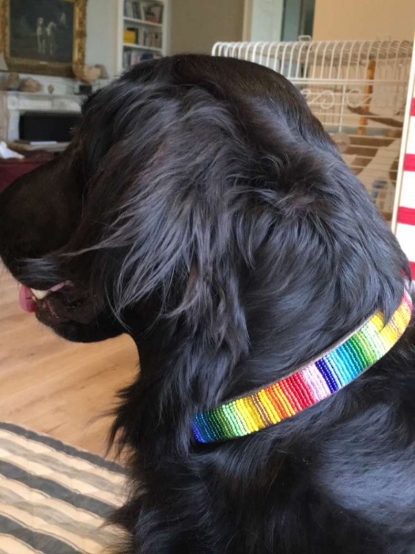 Bramble in Rainbow