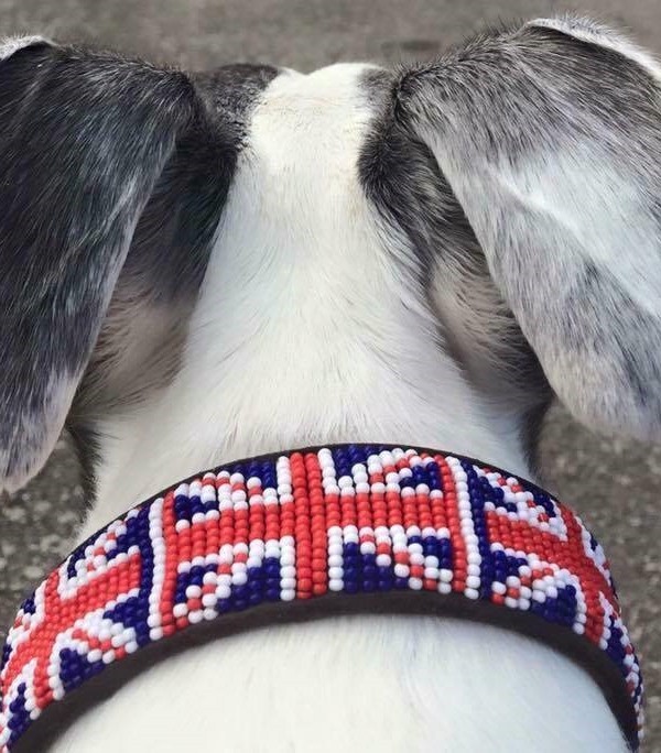 Patriotic Danny