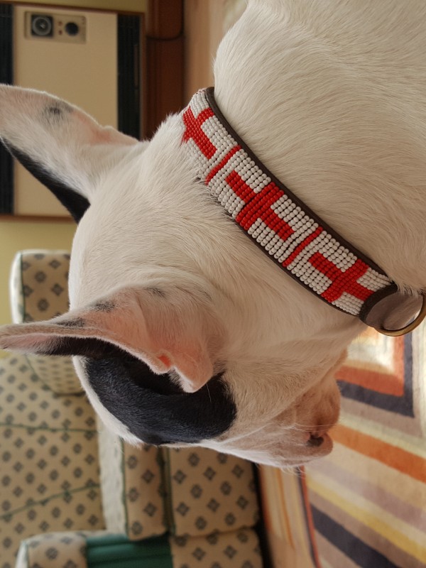An English Dog